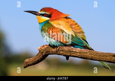 I colori sulle piume di un grazioso uccello Foto Stock