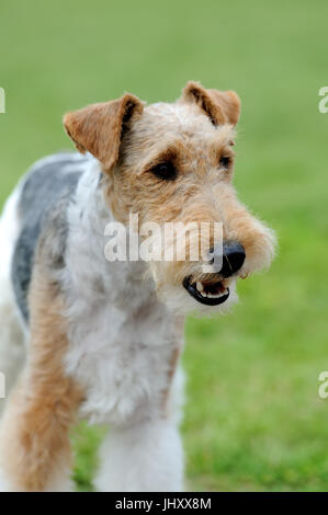 Chiudere Fox Terrier cane in estate verde erba Foto Stock