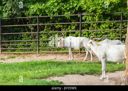 Antilope addax con le corna ricurve sulla natura. Foto Stock