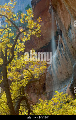 Incorniciata dai colori brillanti di caduta delle foglie, una cascata fuoriuscite da una battuta di overhead nel Parco Nazionale di Zion. Foto Stock