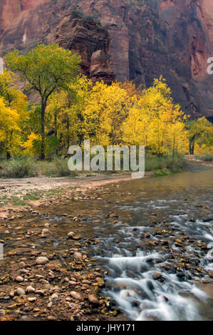 Colori brillanti di caduta delle foglie linea il fiume vergine nel Parco Nazionale di Zion, Utah. Foto Stock