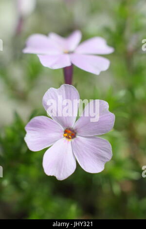Phlox Douglasii 'Rosea' (Phlox tufted o 'Rose Queen') in piena fioritura in un inglese un giardino di roccia , a fine maggio Foto Stock