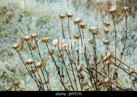 Asciugare cardus marianus o cardo (Silybum marianum). Foto Stock