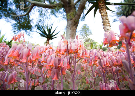 Lo splendore dei fiori nel giardino botansichen (Jardim Botanico vi Madera) da Madeira - Flowerage in protezioni botanico di Madeira (Jardim Botanico th Foto Stock