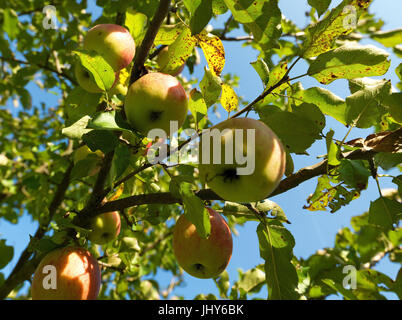 Mele appendere su un albero - Le mele su un albero, Äpfel hängen auf einem Baum - Mele su un albero Foto Stock