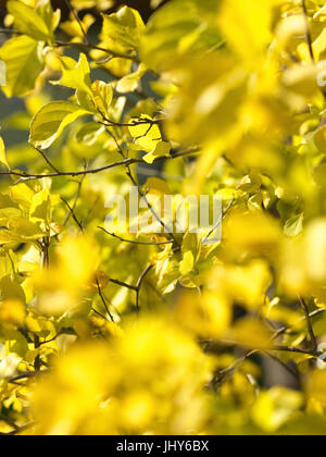 Tree strangler, fogliame di autunno - Oriental agrodolce, Baumwürger, Herbstlaub - Oriental agrodolce Foto Stock