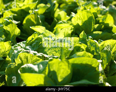 Salatbla tter in giardino - Lattughe Lea fez, SalatblaÃàtter im Garten - Lattughe leafes Foto Stock