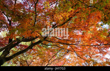 Red alberi di acero in autunno nel Parco di Nara, Giappone. Nara park è un grande parco nel centro di Nara. Istituito nel 1880, è la posizione di molti dei principali Foto Stock