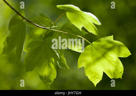 Foglie di acero - albero di acero, Ahornblätter - acero Foto Stock