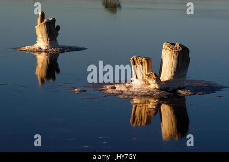 Legno morto in soluzione salina lago di drenaggio, North Western Victoria, Australia. Foto Stock