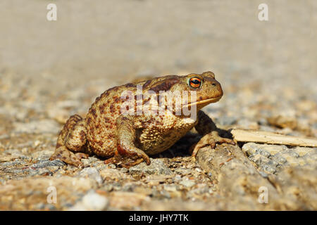 Politica europea comune in materia di rospo marrone sulla ghiaia, passando per una strada rurale ( Bufo, femmina ) Foto Stock