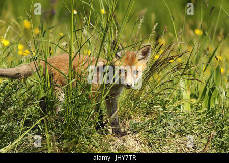 Volpe curiosa cub nascondere in erba, guardando verso la fotocamera ( Vulpes vulpes ) Foto Stock