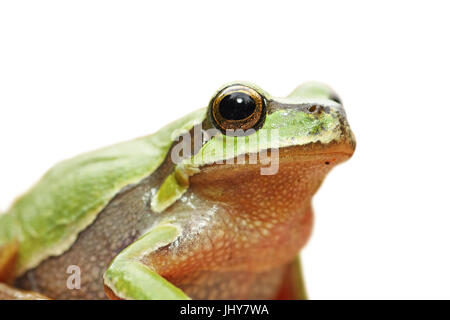 Carino isolato ritratto di ranocchio verde ( Hyla arborea ) Foto Stock