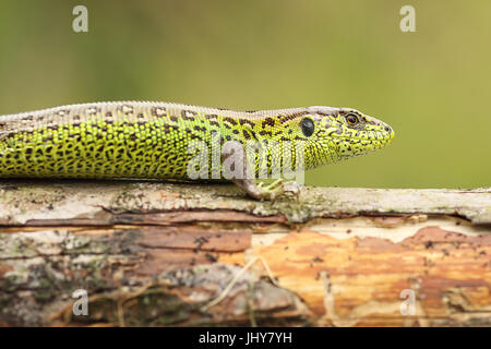 Lacerta agilis crogiolarsi sul moncone di legno ( Politica europea comune in materia di biacco ) Foto Stock