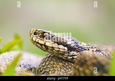 Macro ritratto di velenosa vipera, il prato ungherese sommatore, uno dei più rari serpenti europei ( Vipera ursinii rakosiensis ) Foto Stock