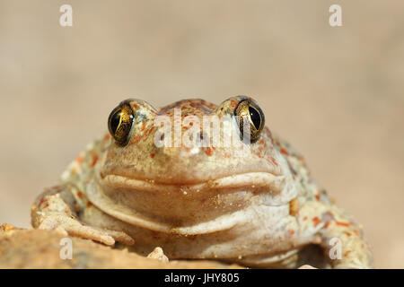 Ritratto di carino spadefoot toad guardando la telecamera ( Pelobates fuscus ) Foto Stock