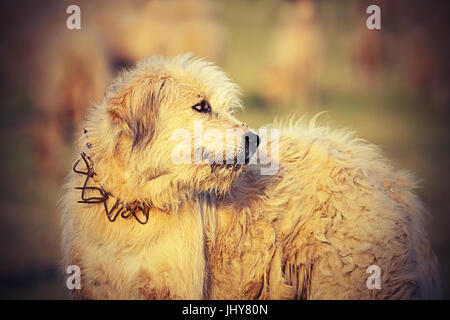 Bianco di pecora rumeno hound close up, immagine presa nei pressi della fattoria tradizionale; questi cani lotta con gli orsi e lupi per proteggere la mandria Foto Stock