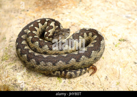 Sabbia viper crogiolarvi al sole su una roccia ( Vipera ammodytes, il più velenoso serpente europea ) Foto Stock