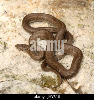 Smooth snake crogiolarvi al sole su una pietra ( Coronella austriaca ) Foto Stock