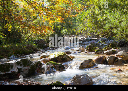 Ventre autunnali eseguire vicino a San Gallo, Buchauer sella, Stiria, Austria - Mountain Creek in caduta vicino a San Gallo, Austria, la Stiria, Buchauer sella, erbe aromatiche Foto Stock