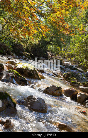 Ventre autunnali eseguire vicino a San Gallo, Buchauer sella, Stiria, Austria - Mountain Creek in caduta vicino a San Gallo, Austria, la Stiria, Buchauer sella, erbe aromatiche Foto Stock