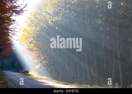 Irraggiamento solare in legno nella domenica di montagna, succo di frutta trimestre, Austria Inferiore, Austria - raggi del sole in foresta, Bassa Austria, succo di frutta quar Foto Stock