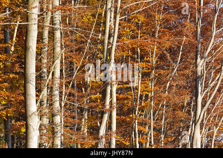 Faggi in autunno, domenica montagna, succo di frutta trimestre, Austria Inferiore, Austria - faggi in autunno, Bassa Austria, succo di frutta trimestre r Foto Stock