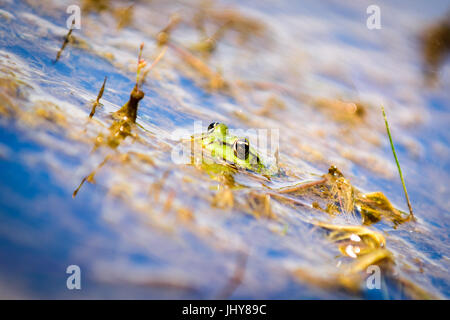 Politica europea comune in materia di acqua, di rana rana verde nel suo habitat naturale, Rana esculenta Foto Stock