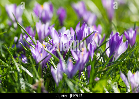 Malva di crochi - Viola Crocus, Lila Krokusse - Viola Crocus Foto Stock