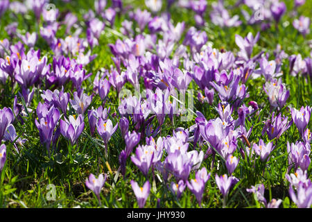 Malva di crochi - Viola Crocus, Lila Krokusse - Viola Crocus Foto Stock