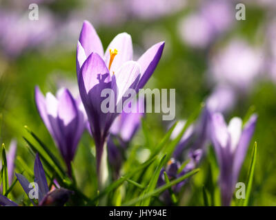 Malva di crochi - Viola Crocus, Lila Krokusse - Viola Crocus Foto Stock