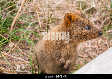 Setonix brachyurus Foto Stock