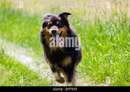 Australian Shepherd corre sul paese lane - Pastore australiano, pastore australiano laeuft auf Feldweg - Pastore australiano Foto Stock