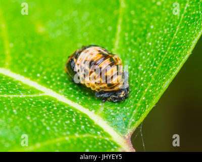 Coccinella insetto uovo sulla foglia verde Foto Stock