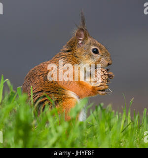 Red scoiattolo (Sciurus vulgaris), femmina adulta alimentazione su un cono di pino Foto Stock