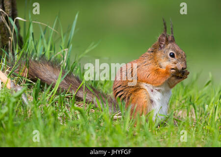 Red scoiattolo (Sciurus vulgaris), femmina adulta alimentazione su un cono di pino Foto Stock