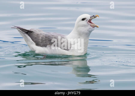 Northern Fulmar (Fulmarus glacialis auduboni), Adulto chiamando Foto Stock