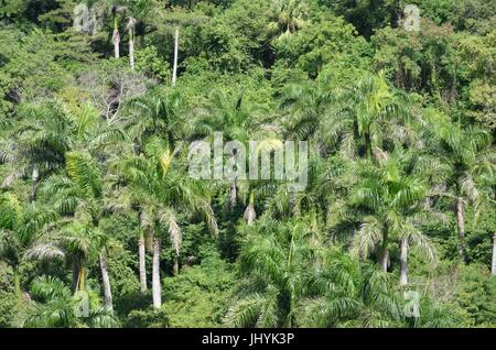 Gruppo di palme vista dal di sopra Foto Stock