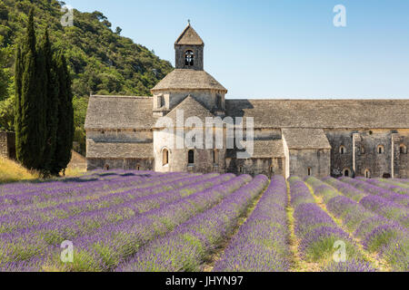 Raccolto di lavanda di fronte all'Abbazia di Senanque, Gordes, Vaucluse, Provence-Alpes-Côte d'Azur, in Francia, in Europa Foto Stock
