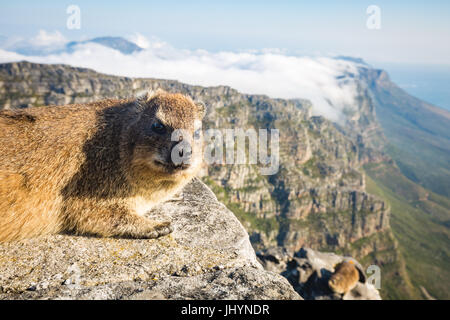 Rock Dassie (hyrax) sulla sommità della Table Mountain e Cape Town, Sud Africa e Africa Foto Stock