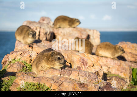 Rock Dassies (hyrax), Hermanus, Western Cape, Sud Africa e Africa Foto Stock