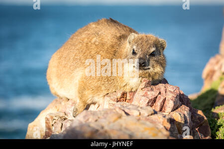 Rock Dassie (hyrax) in Hermanus, Western Cape, Sud Africa e Africa Foto Stock