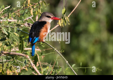 Una a testa grigia kingfisher (Halcyon leucocephala) appollaiato su un ramo di albero, Samburu, riserva nazionale, Kenya, Africa orientale, Africa Foto Stock