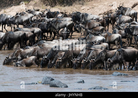 Bianco orientale-barbuto GNU (Connochaetes taurinus albojubatus) sul fiume di Mara bank, il Masai Mara, Kenya, Africa orientale Foto Stock