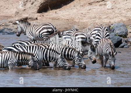 Grant's zebre (Equus burchellii boehmi) attraversando il fiume Mara, il Masai Mara, Kenya, Africa orientale, Africa Foto Stock