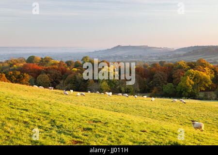 Vista di Meon Hill con pecora in autunno, Mickleton, Cotswolds, Gloucestershire, England, Regno Unito, Europa Foto Stock