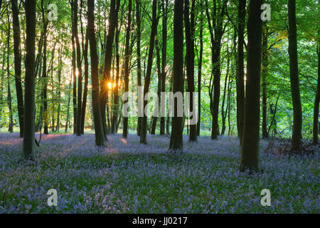 Bluebell wood, vicino Stow-su-il-Wold, Cotswolds, Gloucestershire, England, Regno Unito, Europa Foto Stock