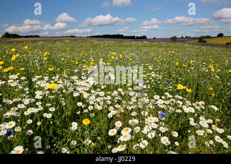 Oxeye margherite e altri fiori selvatici che crescono su terreni erbosi, Snowshilll, Cotswolds, Gloucestershire, England, Regno Unito, Europa Foto Stock