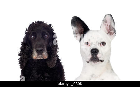 Bianco e nero cani guardando la telecamera isolata su uno sfondo bianco Foto Stock