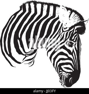 Testa della zebra Illustrazione Vettoriale